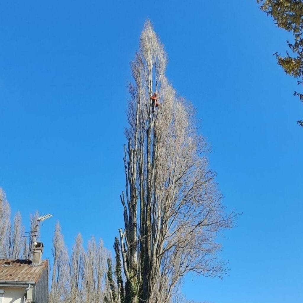 peuplier