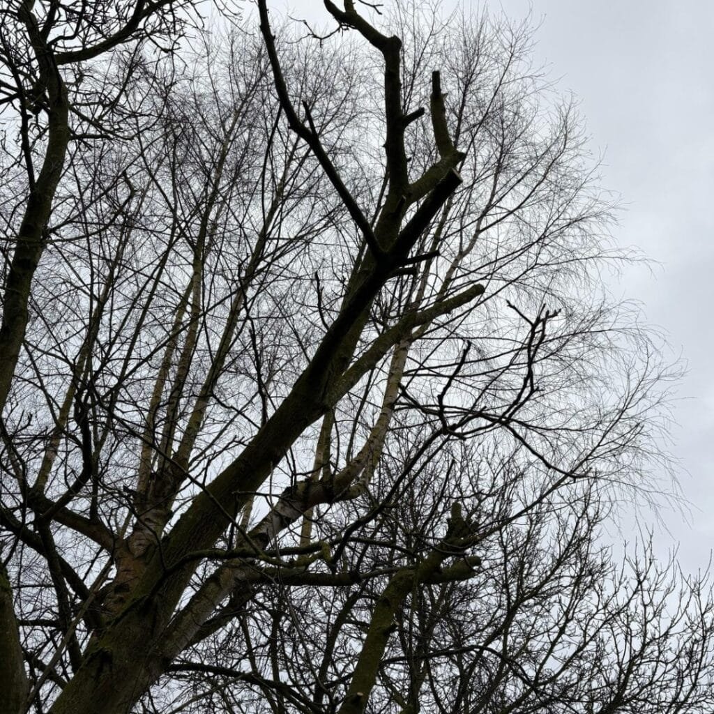 élagage