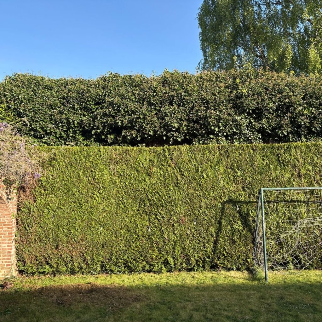 taille de haie Valenciennes