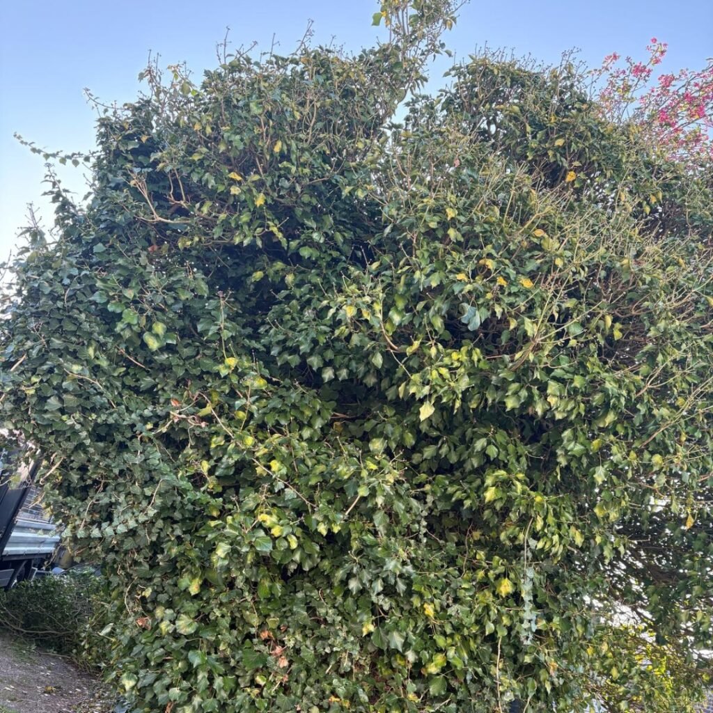 taille de haie Valenciennes