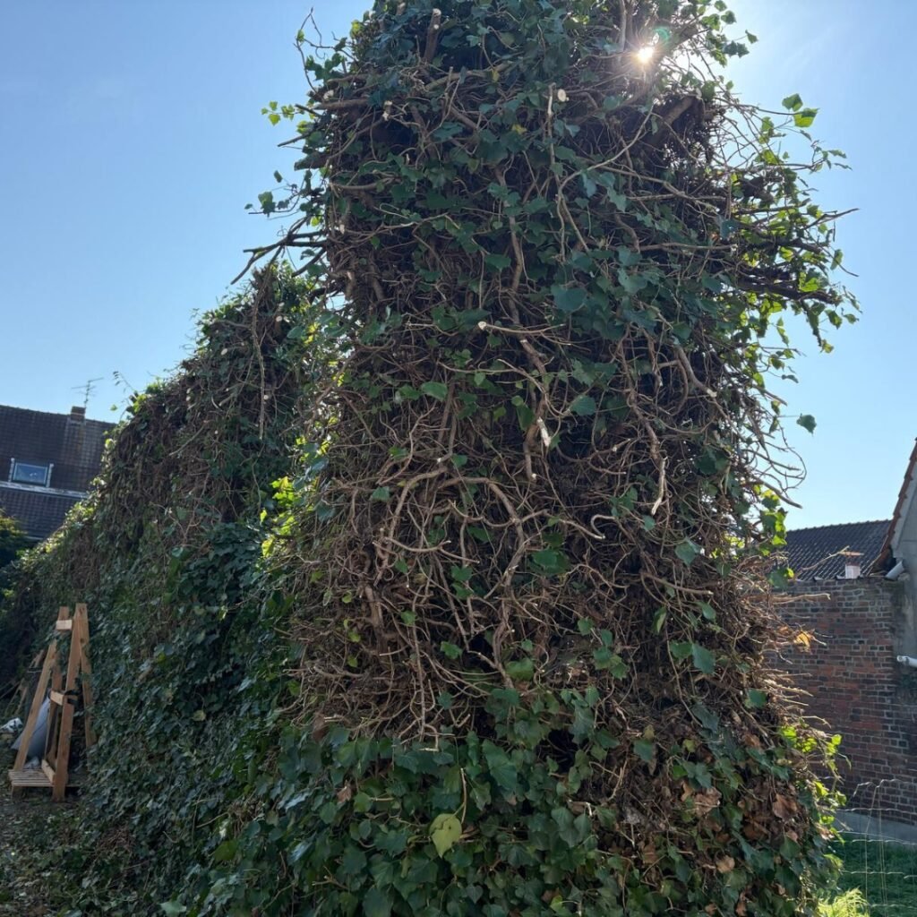 taille de haie Valenciennes