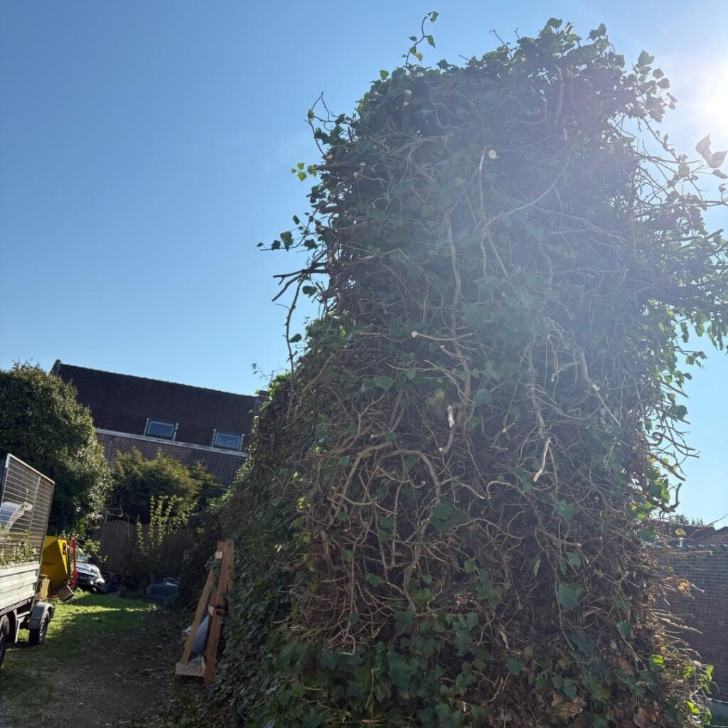 taille de haie Valenciennes