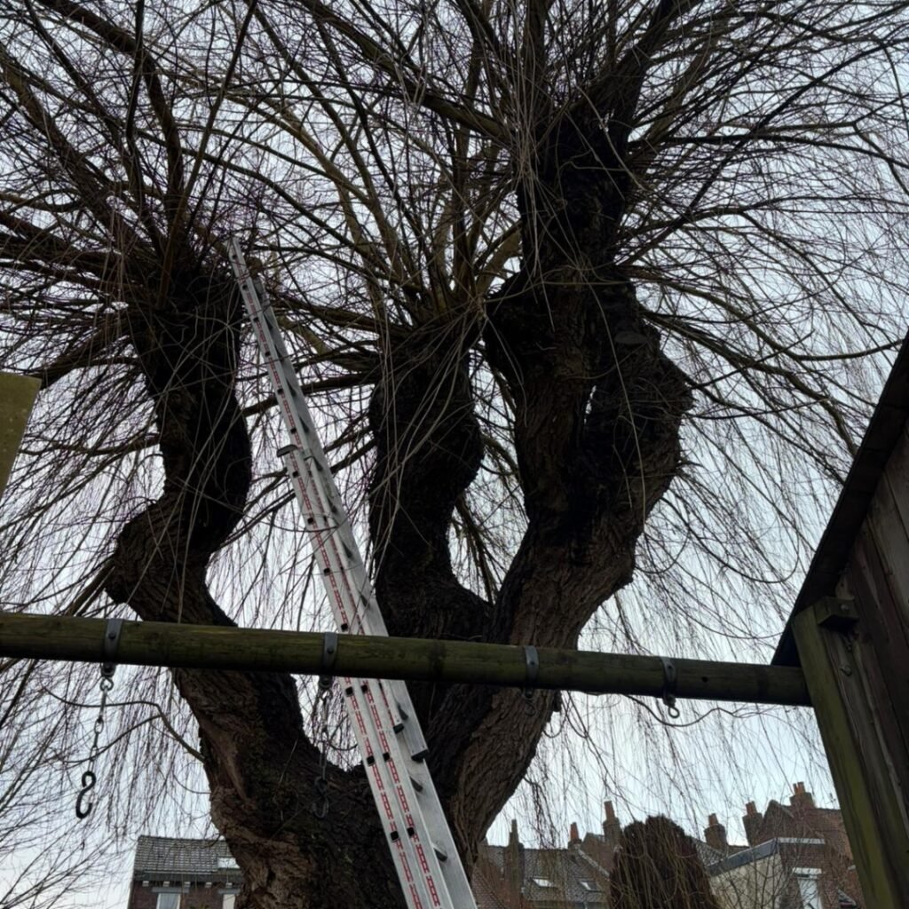 Élagage de saule pleureur